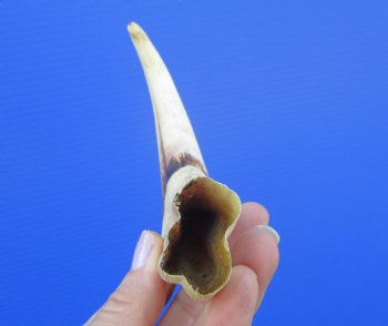 8-1/2 inches African Warthog Tusk, <font color=red> 4.75 inches Solid </font> for $34.99