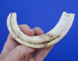 7-5/8 inches African Warthog Tusk, <font color=red> 5.88 inches Solid </font> for $19.99