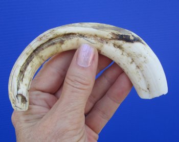 7-5/8 inches African Warthog Tusk, <font color=red> 5.88 inches Solid </font> for $19.99