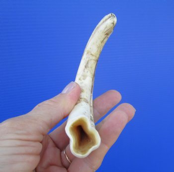7-5/8 inches African Warthog Tusk, <font color=red> 5.88 inches Solid </font> for $19.99