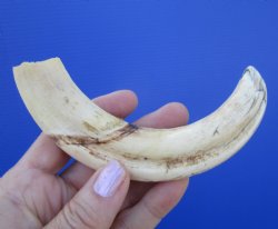 7-3/8 inches African Warthog Tusk, <font color=red> 6.13 inches Solid </font> for $19.99