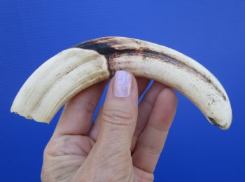 7-3/8 inches African Warthog Tusk, <font color=red> 6.13 inches Solid </font> for $19.99