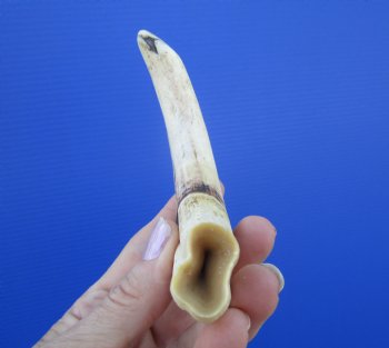 7-3/8 inches African Warthog Tusk, <font color=red> 6.13 inches Solid </font> for $19.99