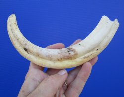 9 inches African Warthog Tusk, <font color=red> 6.50 inches Solid </font> for $44.99