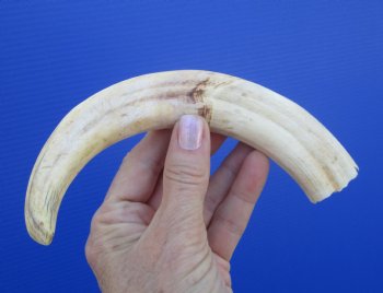 9 inches African Warthog Tusk, <font color=red> 6.50 inches Solid </font> for $44.99