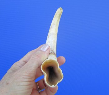 9 inches African Warthog Tusk, <font color=red> 6.50 inches Solid </font> for $44.99