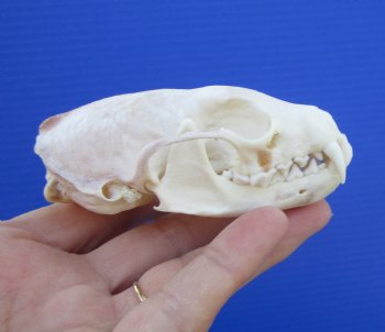 Authentic American Pine Martin Skull (3-3/8"x2") - Buy this for $34.99