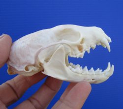 Authentic American Pine Martin Skull (3-3/8"x2") - Buy this for $34.99