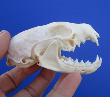 Real American Pine Martin Skulls