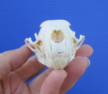 Authentic American Pine Martin Skull (3-3/8"x2") - Buy this for $34.99