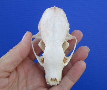 Authentic American Pine Martin Skull (3-3/8"x2") - Buy this for $34.99