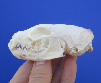 Authentic American Pine Martin Skull (3-3/8"x2") - Buy this for $34.99