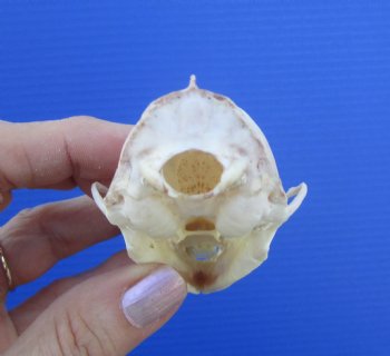 Authentic American Pine Martin Skull (3-3/8"x2") - Buy this for $34.99