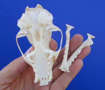 Authentic American Pine Martin Skull (3-3/8"x2") - Buy this for $34.99
