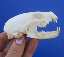 Real American Pine Martin Skull (3-1/4"X1-7/8") - Buy this for $34.99