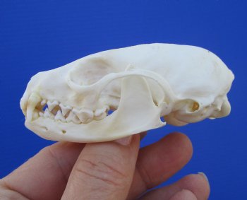 Real American Pine Martin Skull (3-1/4"X1-7/8") - Buy this for $34.99