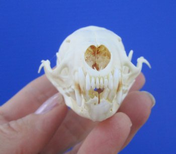 Real American Pine Martin Skull (3-1/4"X1-7/8") - Buy this for $34.99