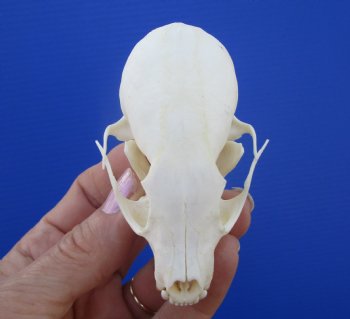 Real American Pine Martin Skull (3-1/4"X1-7/8") - Buy this for $34.99
