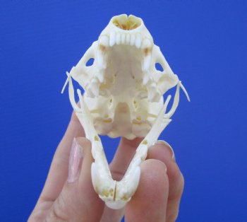 Real American Pine Martin Skull (3-1/4"X1-7/8") - Buy this for $34.99