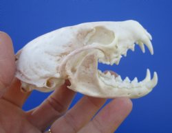 Authentic American Pine Martin Skull (3-1/2"X2-1/8") - Buy this for $34.99