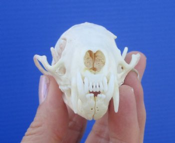 Authentic American Pine Martin Skull (3-1/2"X2-1/8") - Buy this for $34.99