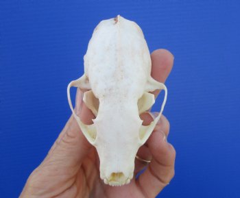 Authentic American Pine Martin Skull (3-1/2"X2-1/8") - Buy this for $34.99