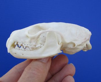 Authentic American Pine Martin Skull (3-1/2"X2-1/8") - Buy this for $34.99
