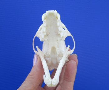 Authentic American Pine Martin Skull (3-1/2"X2-1/8") - Buy this for $34.99