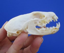 Authentic American Pine Martin Skull (3"X1-5/8") - Buy this for $34.99