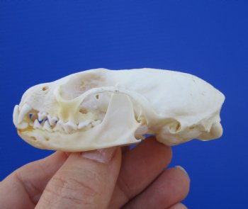 Authentic American Pine Martin Skull (3"X1-5/8") - Buy this for $34.99