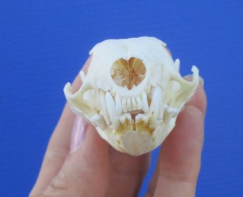 Authentic American Pine Martin Skull (3"X1-5/8") - Buy this for $34.99