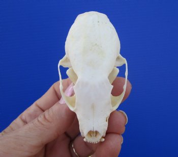 Authentic American Pine Martin Skull (3"X1-5/8") - Buy this for $34.99