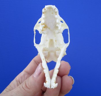 Authentic American Pine Martin Skull (3"X1-5/8") - Buy this for $34.99
