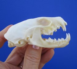 Real American Pine Martin Skull (3-1/4"X1-3/4") - Buy this for $34.99