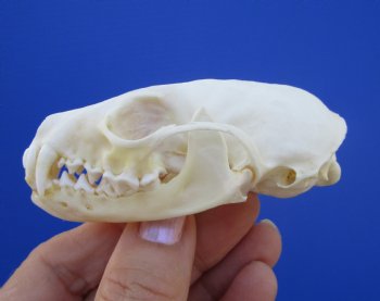 Real American Pine Martin Skull (3-1/4"X1-3/4") - Buy this for $34.99