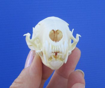 Real American Pine Martin Skull (3-1/4"X1-3/4") - Buy this for $34.99