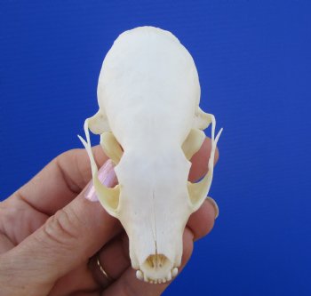 Real American Pine Martin Skull (3-1/4"X1-3/4") - Buy this for $34.99