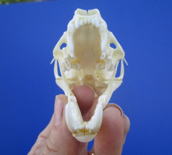 Real American Pine Martin Skull (3-1/4"X1-3/4") - Buy this for $34.99