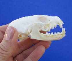 Real American Pine Martin Skull (3"X1-5/8") - Buy this for $34.99