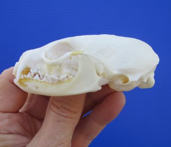 Real American Pine Martin Skull (3"X1-5/8") - Buy this for $34.99