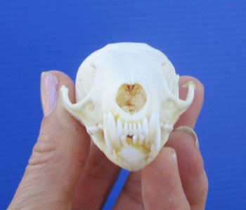 Real American Pine Martin Skull (3"X1-5/8") - Buy this for $34.99