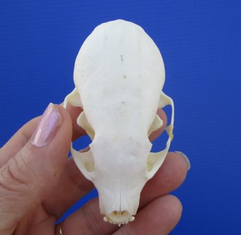 Real American Pine Martin Skull (3"X1-5/8") - Buy this for $34.99