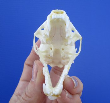 Real American Pine Martin Skull (3"X1-5/8") - Buy this for $34.99