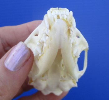 Real American Pine Martin Skull (3"X1-5/8") - Buy this for $34.99