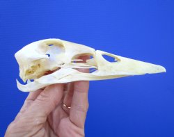 Authentic Duck Skull (5.25x1-25) - Buy this one for $39.99