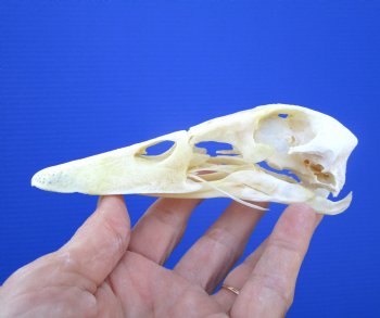Authentic Duck Skull (5.25x1-25) - Buy this one for $39.99