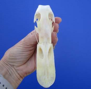 Authentic Duck Skull (5.25x1-25) - Buy this one for $39.99