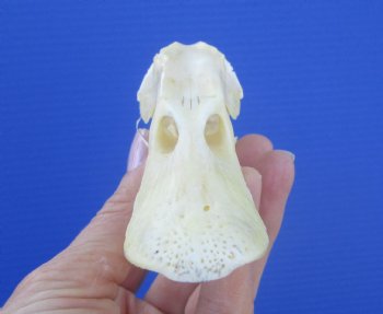 Authentic Duck Skull (5.25x1-25) - Buy this one for $39.99