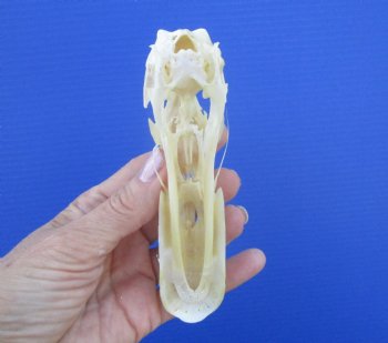 Authentic Duck Skull (5.25x1-25) - Buy this one for $39.99