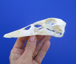 Genuine Duck Skull (5-1/8"x1-3/8") - Buy this one for $39.99